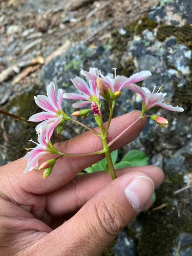Rose in porcellana — Bild 1
