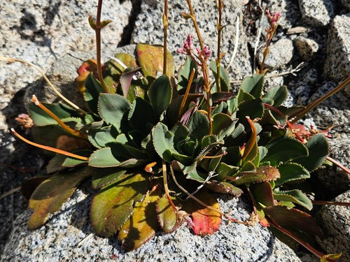 Rose in porcellana — Bild 4