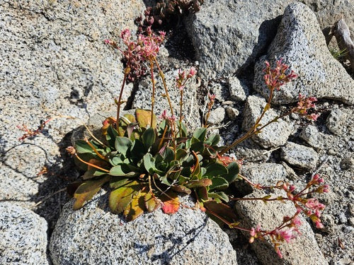 Rose in porcellana — Bild 3
