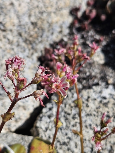 Rose in porcellana — Bild 5
