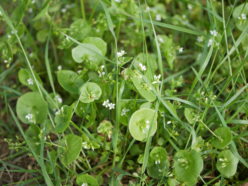 Postelein — Bild 3