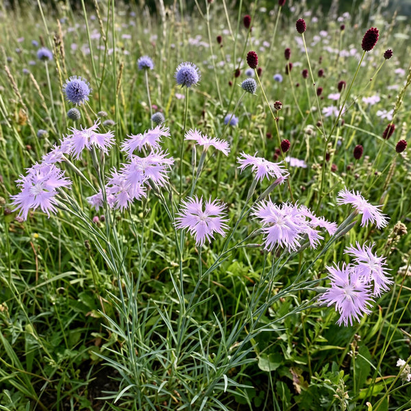 Pracht-Nelke (Dianthus superbus) in Blüte im naturnahen Garten (KI-generiert)