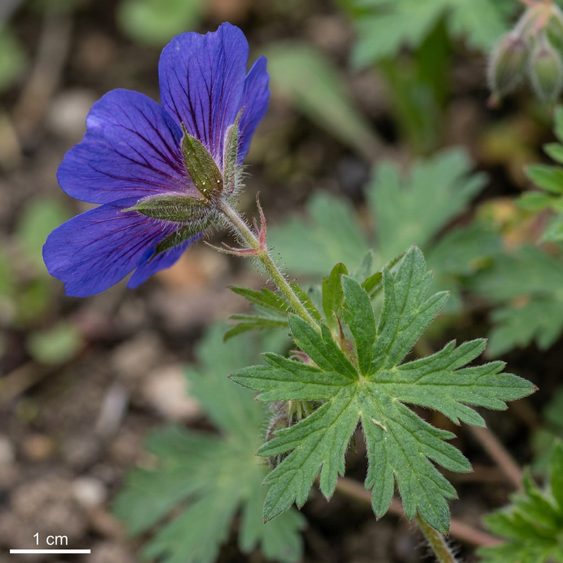Magnifico Cranesbill