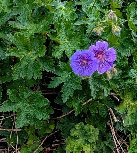 Magnifico Cranesbill — Bild 5