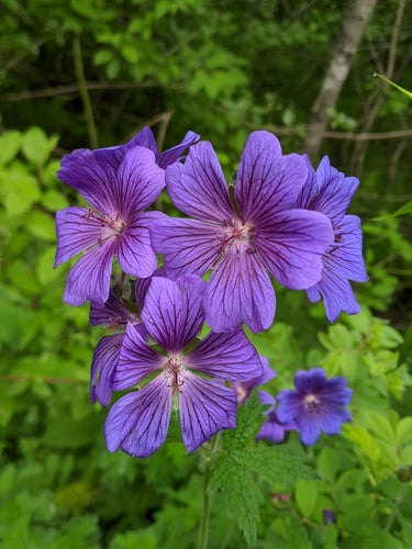 Magnifico Cranesbill — Bild 4