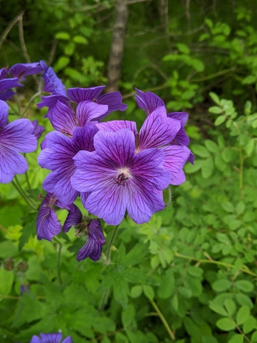 Magnifico Cranesbill — Bild 3