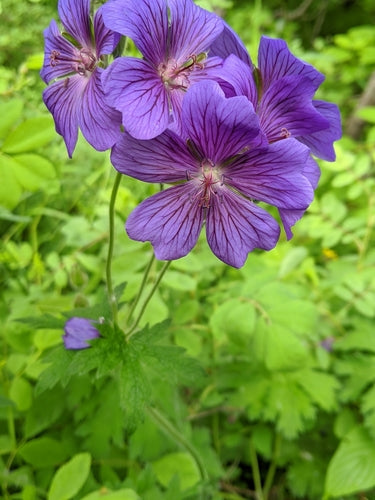 Magnifico Cranesbill — Bild 2