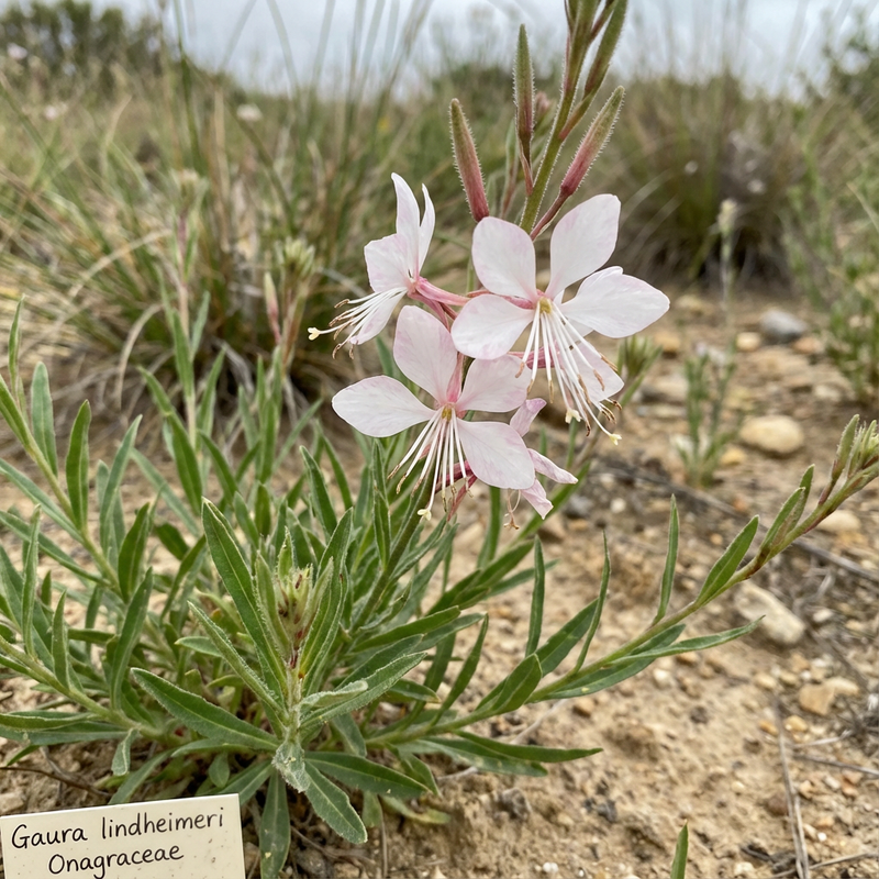 Magnifica candela