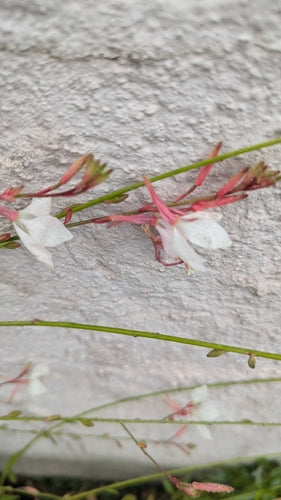 Magnifica candela — Bild 4