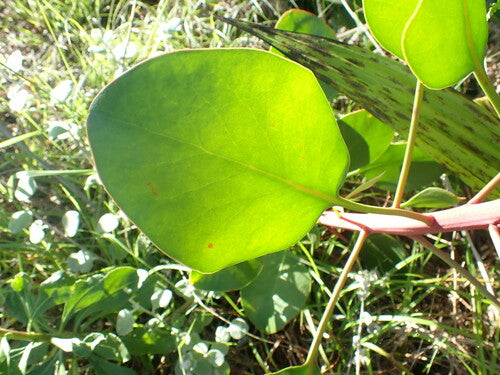 Protee — Bild 3