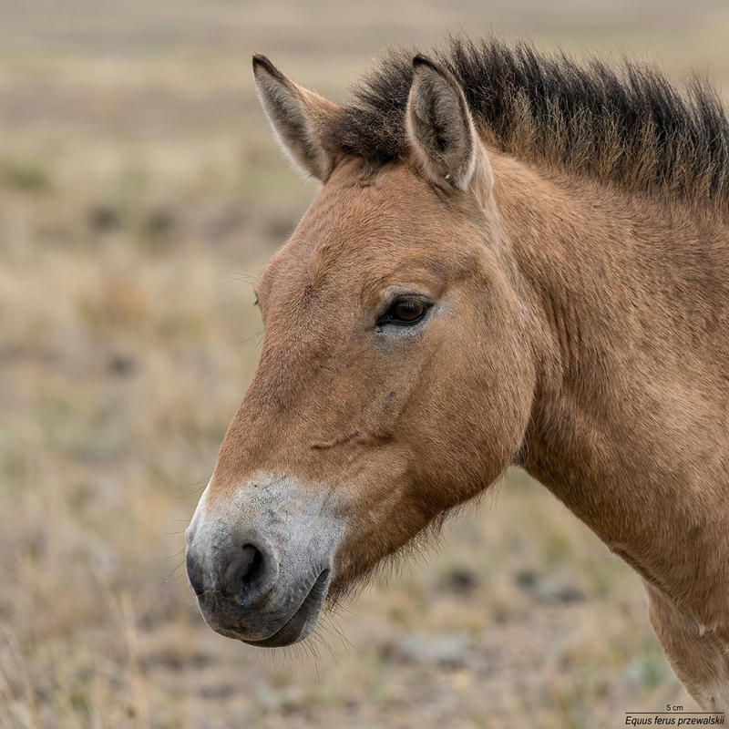 Cavallo di Przewalski
