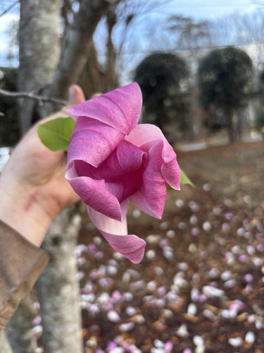 Magnolia viola — Bild 1
