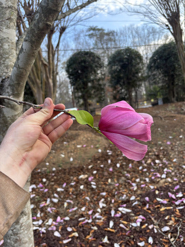 Magnolia viola — Bild 2