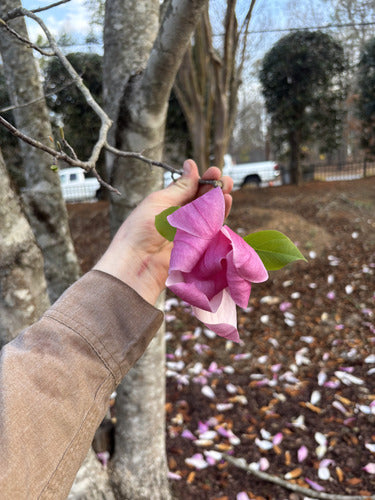 Magnolia viola — Bild 3