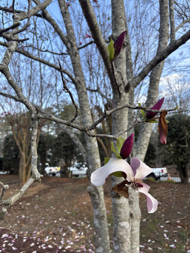 Magnolia viola — Bild 5