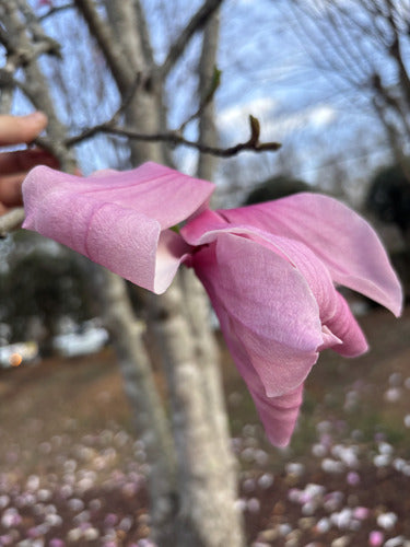 Magnolia viola — Bild 4