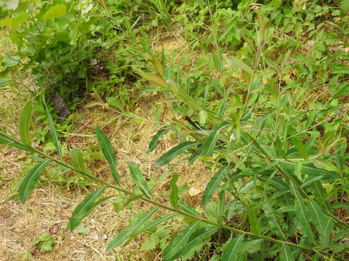 Salice Viola — foto 5 di 10