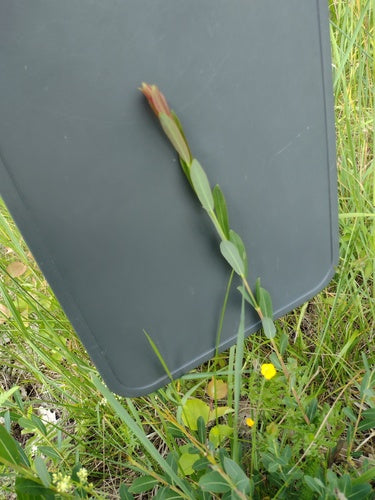 Salice Viola — Bild 4