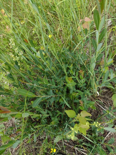 Salice Viola — Bild 3