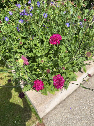 Scabia viola — foto 4 di 11