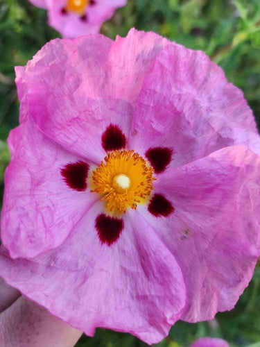 Cisto viola — Bild 4