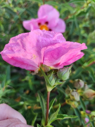 Cisto viola — Bild 2