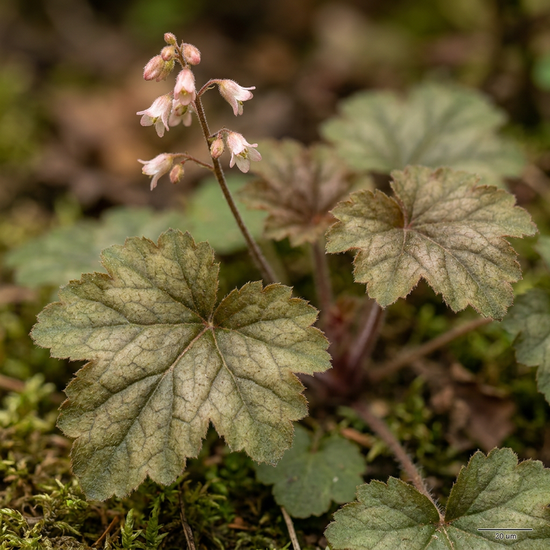 Campane viola