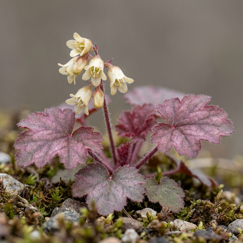 Campane viola