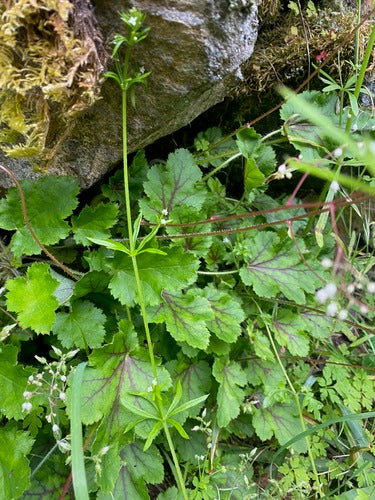Campane viola — Bild 4