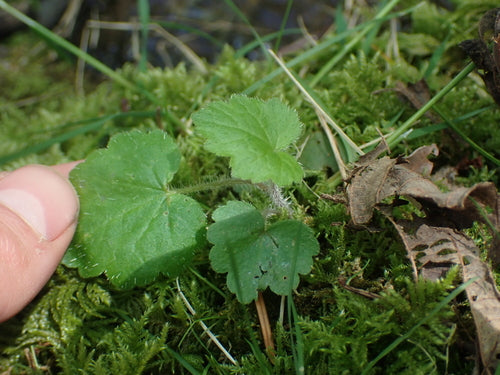 Campane viola — Bild 5