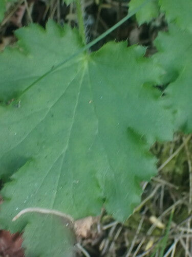 Campane viola — Bild 3