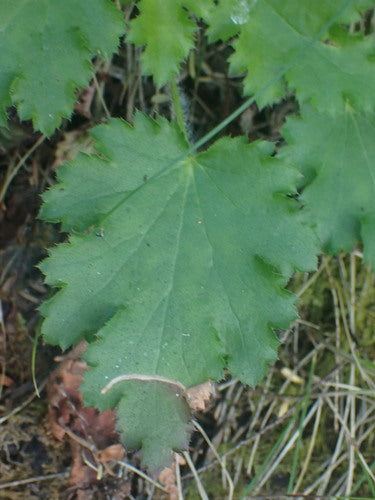 Campane viola — Bild 2
