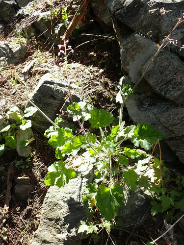 Campane viola — Bild 5