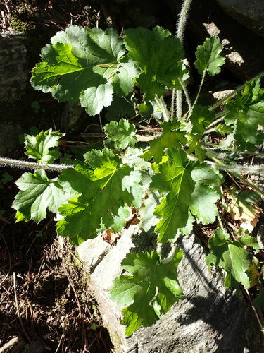 Campane viola — Bild 4