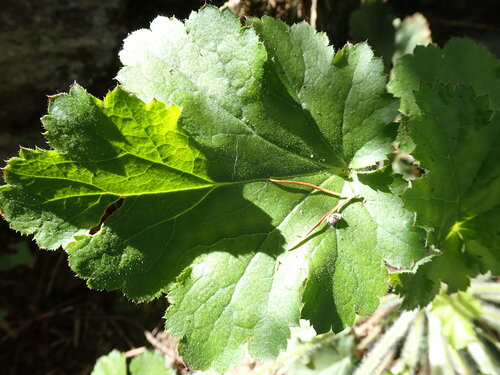 Campane viola — Bild 3