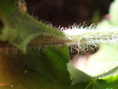 Campane viola — Bild 2