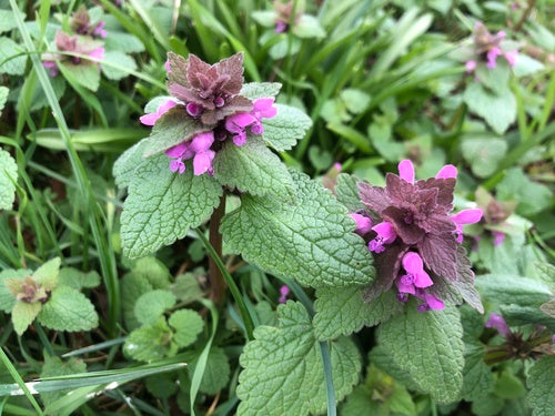 Ortica morta viola — Bild 4