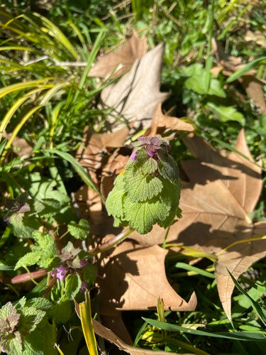 Ortica morta viola — Bild 2