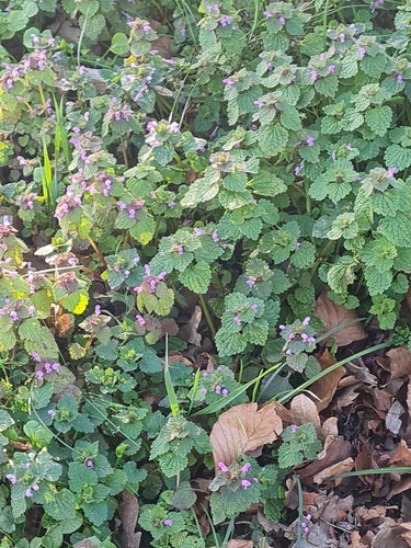 Ortica morta viola — Bild 5