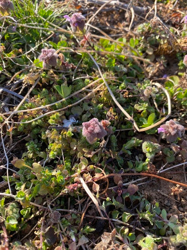 Ortica morta viola — Bild 3