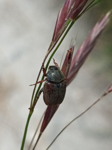 Scarabeo capriola — Bild 4