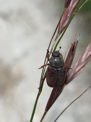 Scarabeo capriola — Bild 5