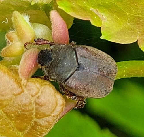 Scarabeo capriola — Bild 3