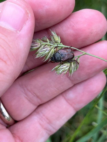 Scarabeo capriola — Bild 2