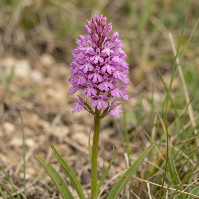 Dogroot piramidale