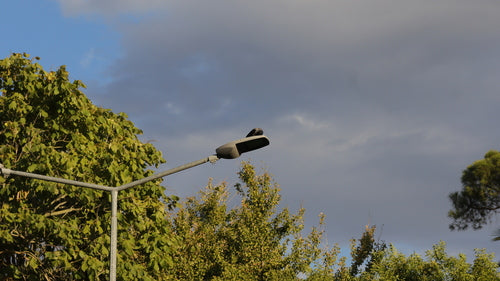 Cornacchia nera — Bild 5