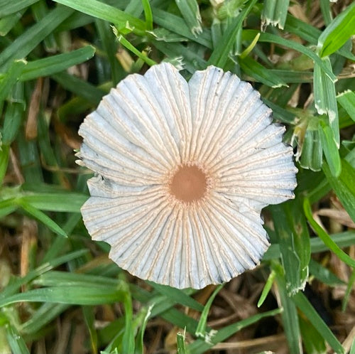 Tintinnio degli ingranaggi — Bild 5