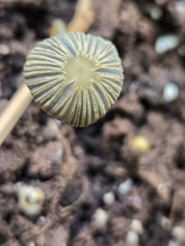 Tintinnio degli ingranaggi — Bild 4