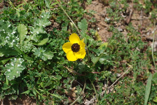 Ranuncolo — Bild 5