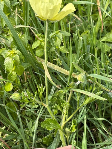 Ranuncolo — Bild 3